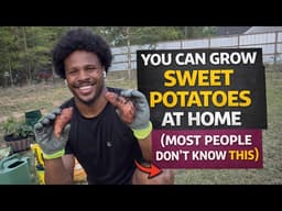 You Can Grow Sweet Potatoes at Home (Most People Don’t Know This)