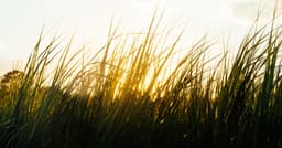 Nature connections: Marsh to the Future Part V: Death By a ...
