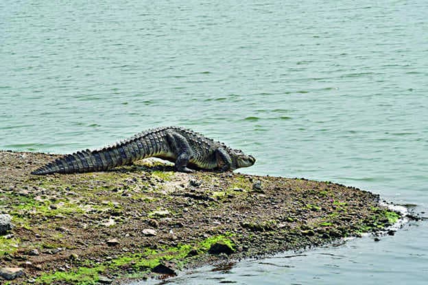 Work on reptile incubation centre at Bagaha to begin soon