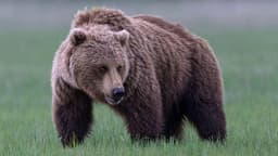 Grizzly Bear Attack in Canada