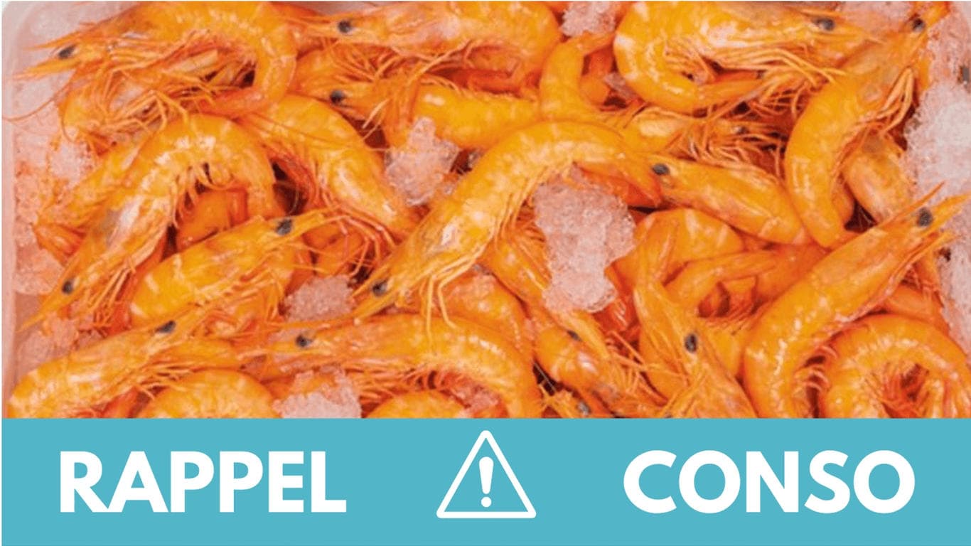 Listeria : ces lots de crevettes contaminés ne doivent pas ...