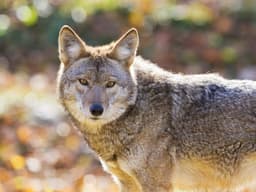 Coyote 'pupping season' prompts partial closure of popular Bay Area trails