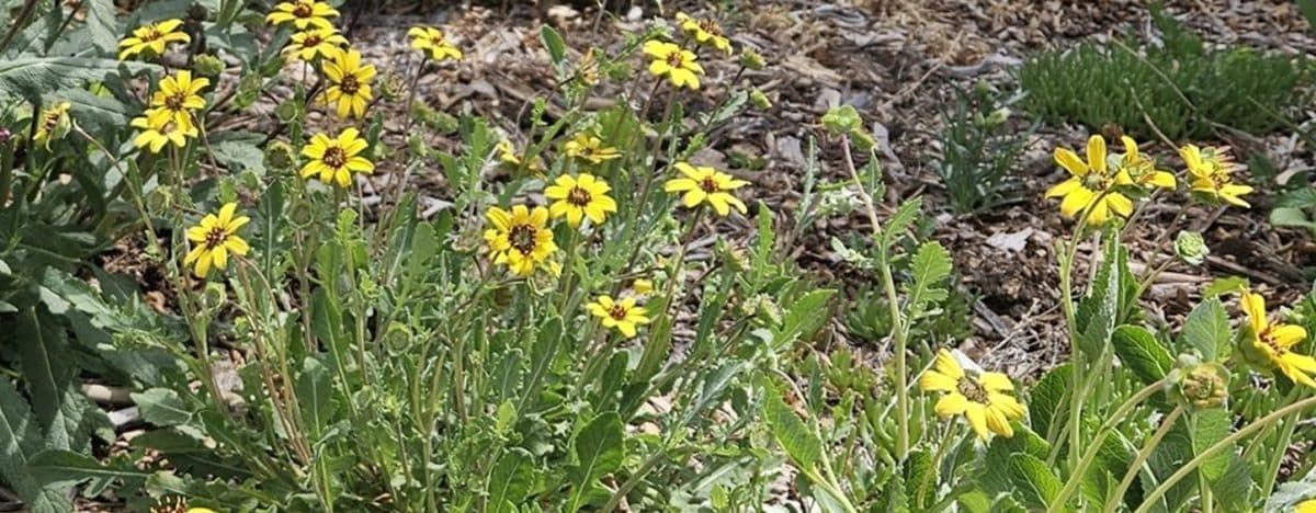 Garden Planning in Fall for a Successful Next Season