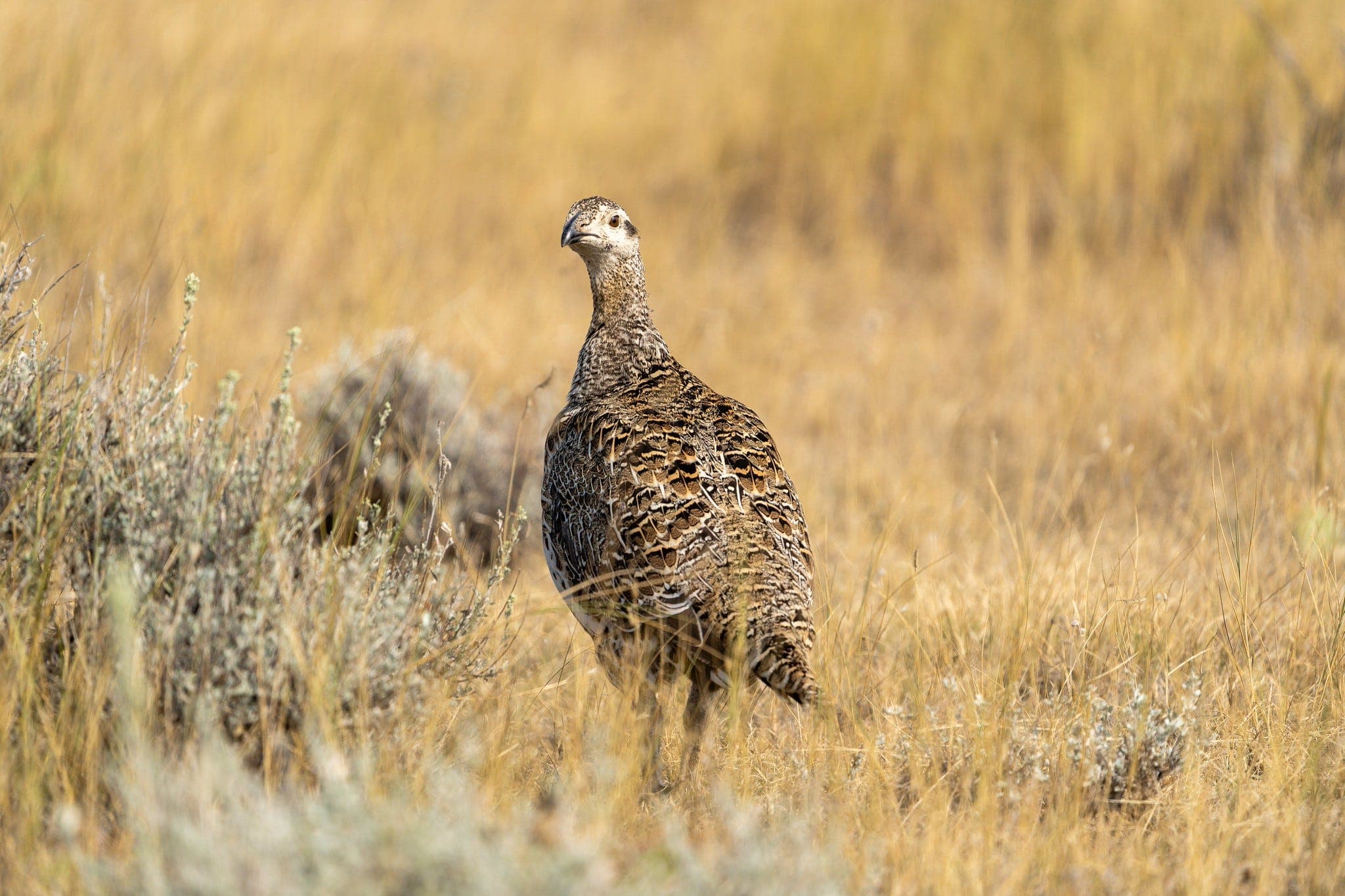 How the Dust Bowl Led to National Grasslands, Our Most Underrated Public Lands