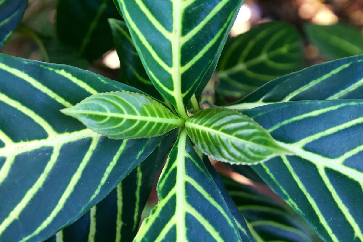 How to Grow Zebra Plant