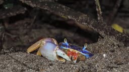 Georgia Launches Online Training to Fight Invasive ...