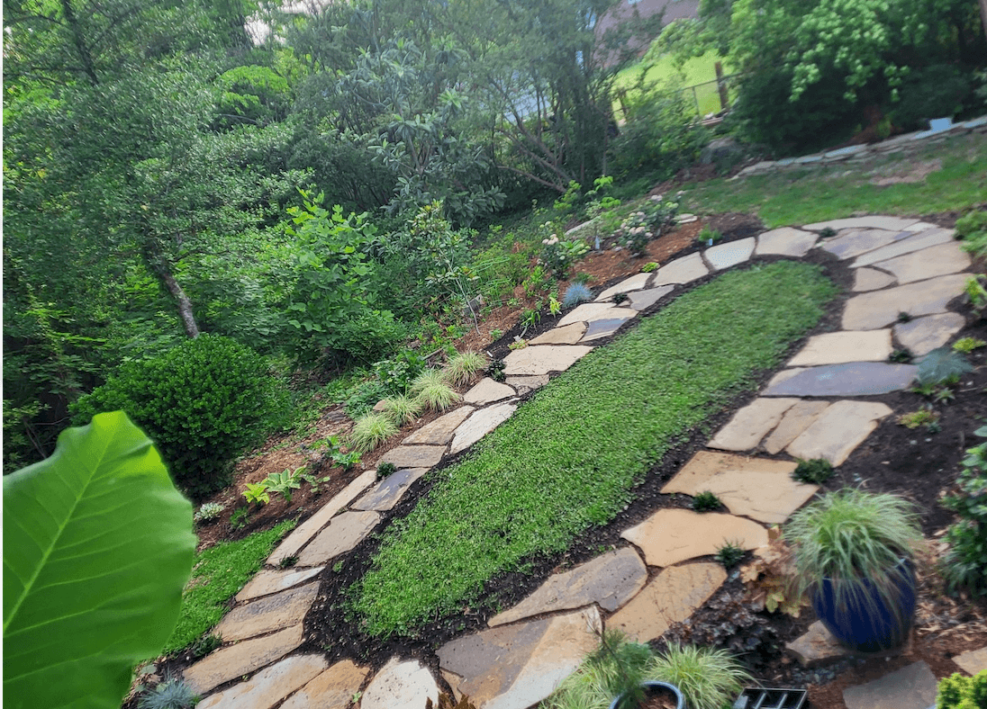 Forget the Clover Lawn. Try This Instead.
