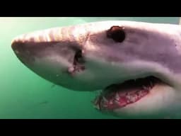 White shark researchers describe priorities, precautions for 2026 season off Massachusetts coast
