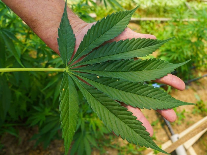 Senate passes bill to avert shutdown, delay hemp ban as midterms ...