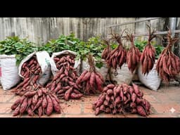 Why Everyone is Growing Sweet Potatoes in Sacks on Their Roof Now!
