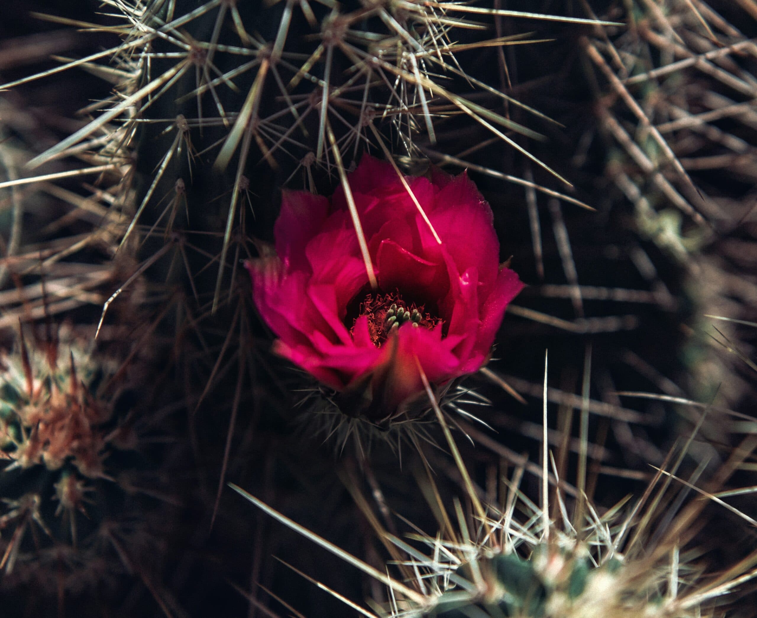 Adaptive Leadership and Discernment | Discerning Leadership Program