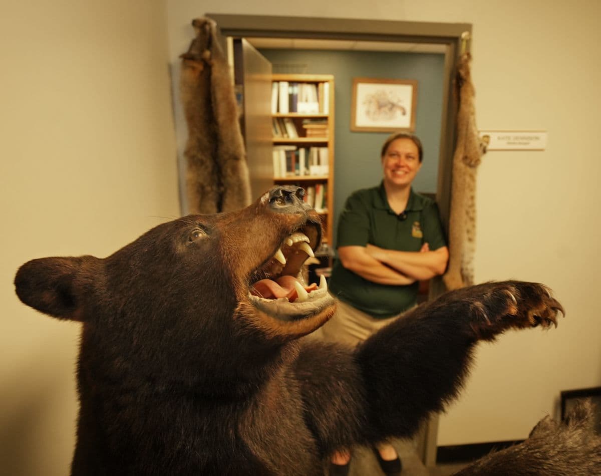 Ohio black bear sightings hit record as researchers track them - Yahoo