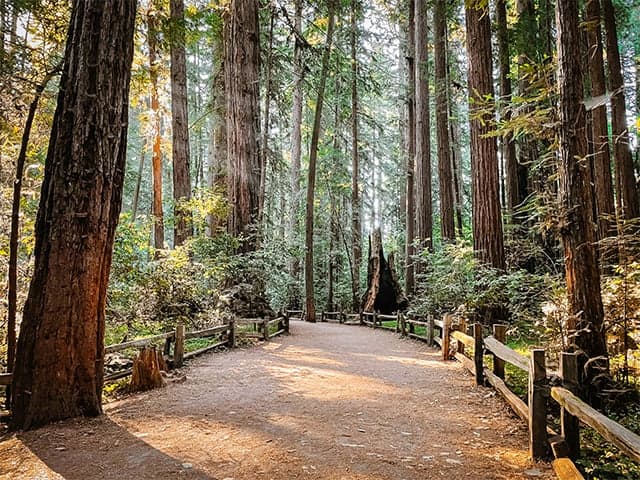 Henry Cowell Redwoods SP: Redwood Grove Guided Walk