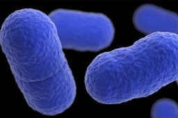 Listeria outbreak linked to prepared pasta meals results in 4 deaths