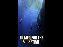 Deep-Sea Goblin Sharks Filmed Alive for the First Time | What We Saw #Shorts
