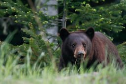 Bear Safety For Hiking And Camping This Summer