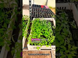 Astuce Récup Faire des Centaines de Semis Rapidement & Facilement #zerodechet #potager #seedplanting