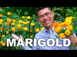 How to Grow Marigold from Seed to Flower