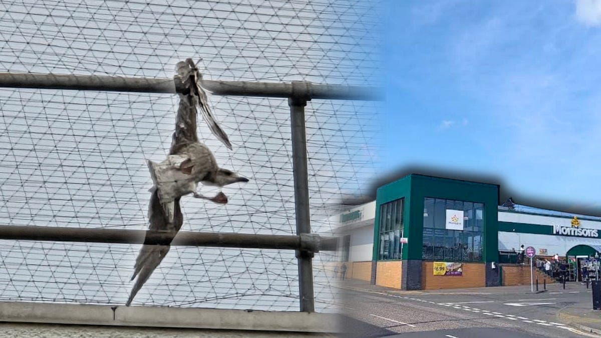 Live gull left hanging in Morrisons’ netting for 24 hours
