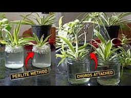 Spider Plant Babies Not Growing? Try This Water Method