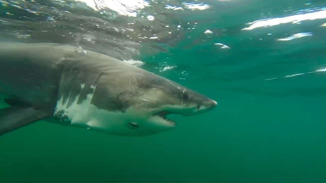 Tagged great white Ernst reaches far western Gulf after epic coastal journey | Watch