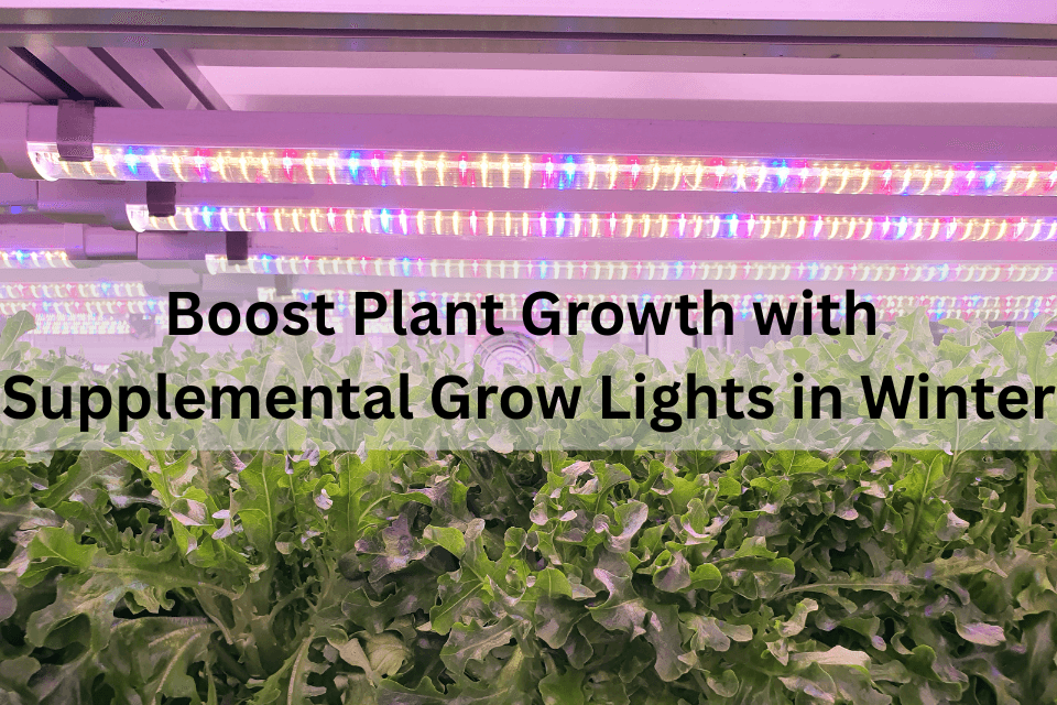 Boost Plant Growth with Supplemental Grow Lights in Winter