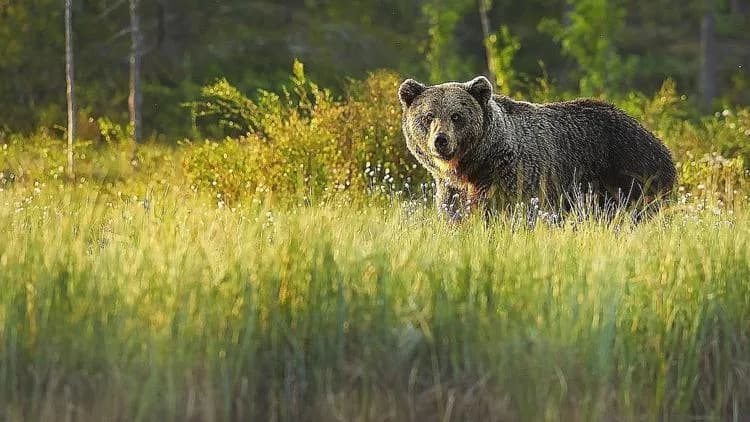 Idaho leaders praise proposed grizzly bear plan