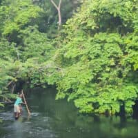 A “Green Corridor” Created Without Indigenous Pygmy ...