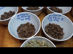 Milenio F1 hybrid - roast and taste