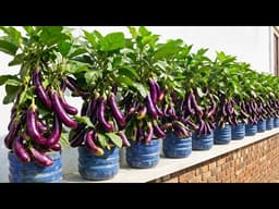 Grow Eggplant and Cucumbers in Containers – Big Harvest at Home