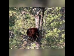Bear Family Invades Backyard Archery Range! #shorts