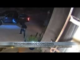 Masked thief caught on camera stealing plants near Nancy Guthrie’s home