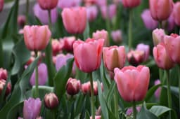 How Deep to Plant Tulips in Containers for Best Results