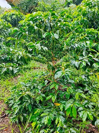Chiroso Coffee: origin, genetics and flavour profile