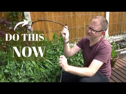 Our Guide on Staking Perennials | How to Support Perennials with Stakes | Types of Stakes Available