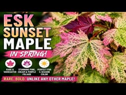 Rare Variegated Esk Sunset Maple | One of the Most Unique Maples Ever