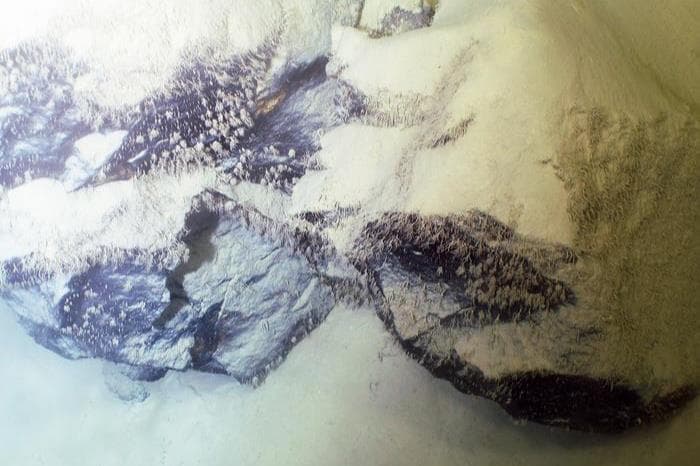 Scientists discover thriving hard-substrate fauna in Oceania's deep sea