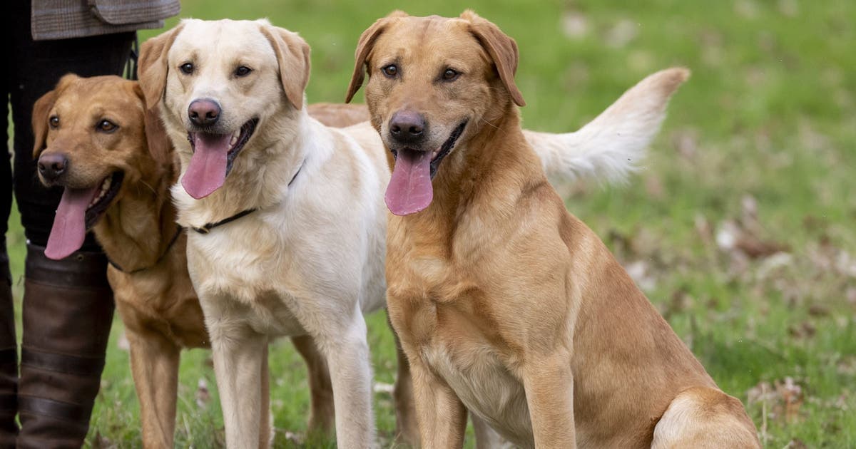 Dog supplement recalled over possible salmonella contamination