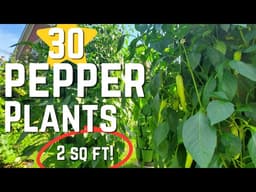 Growing PEPPERS Vertically in GREENSTALK Planters/Space Saving! 