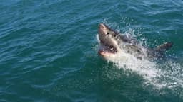 Giant 8ft shark circles surfer off popular California beach