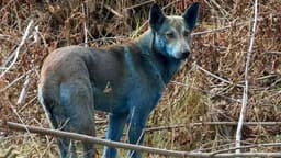 Chernobyl's Mysterious Blue Dogs