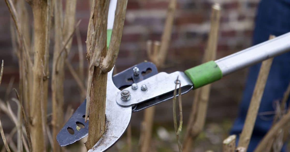 Don’t let the rain stop you: 9 winter pruning tasks to do now | BBC Gardeners World Magazine