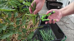 I Grew Unlimited Scallions From Grocery Store Scraps (1 Month Update)