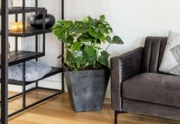 Can You Use Self Watering Planters Without a Wick System? - Indoor Green Hub