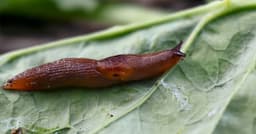 Slugs stop eating garden plants with 1 natural item by beds | Express.co.uk