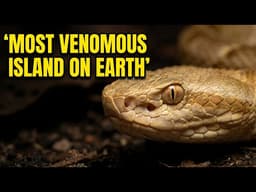 Brazil's Snake Island: The Pharmaceutical Secret Nobody Extracted