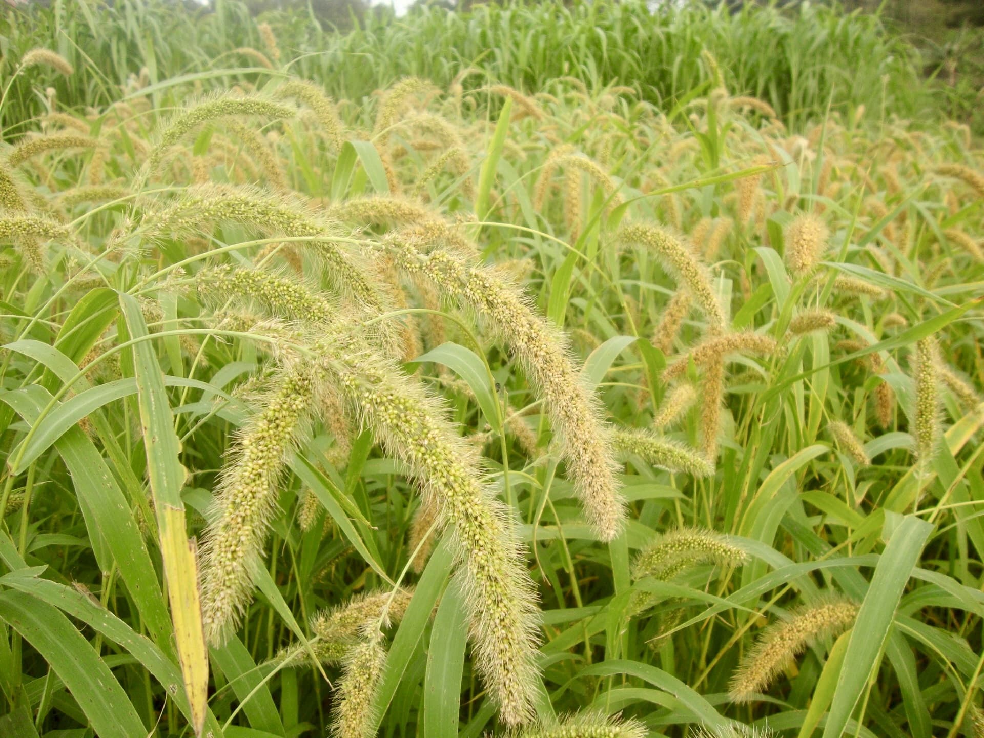 Foxtail Millet Pudding