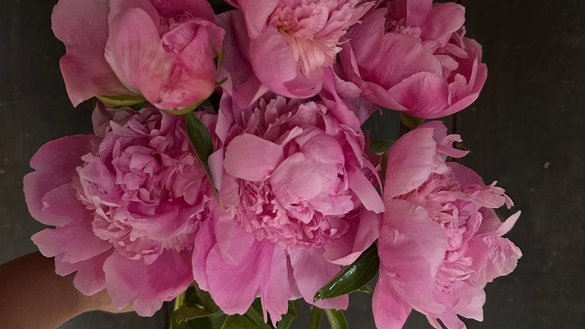 Quando si spostano le peonie?
