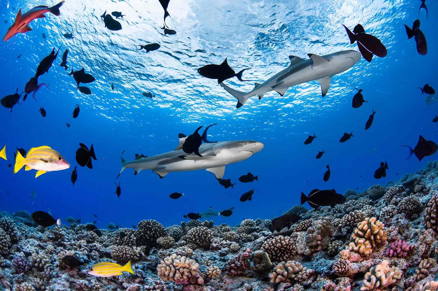 This Popular Destination Is Now the World's Largest Marine Protected ...
