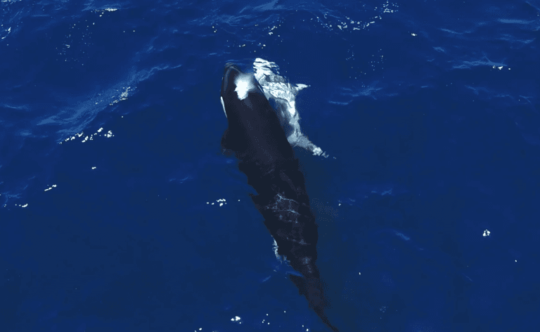 Great white telemetry: northward/Gulf movements (Contender Nantucket/GA deep/SC/NC/Brookes/Goodall/Cayo/Bella, SoCal juvs, Oahu, Med juv, SA/GoCal orcas tonic immobility + Robe circling)